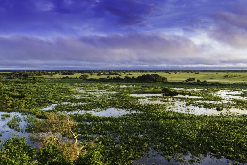 Pantanal%2C_Mato_Grosso%2C_Brasil.jpg